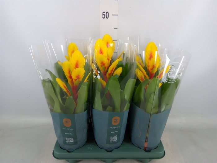 <h4>Vriesea  'Intenso Yellow Flame'</h4>