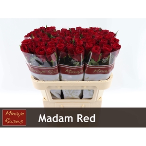 R GR MADAM RED