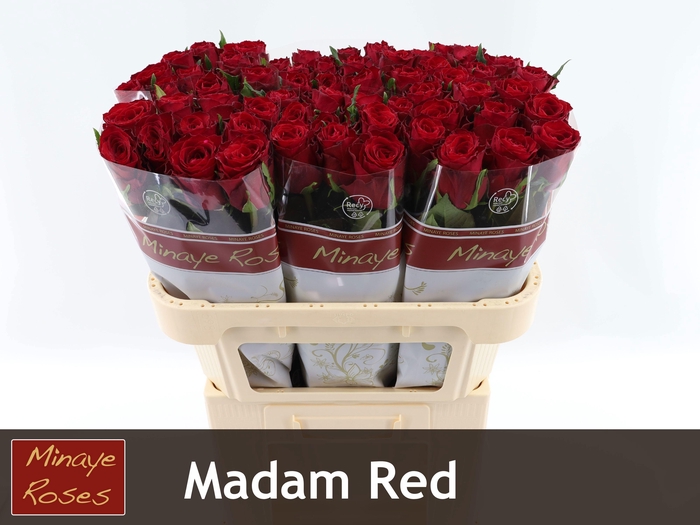 <h4>R GR MADAM RED</h4>