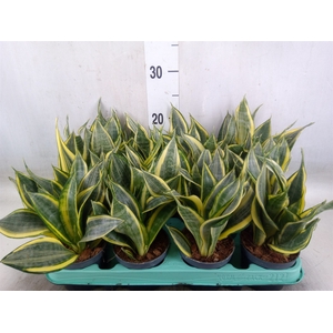 Sansevieria trifa.   ...