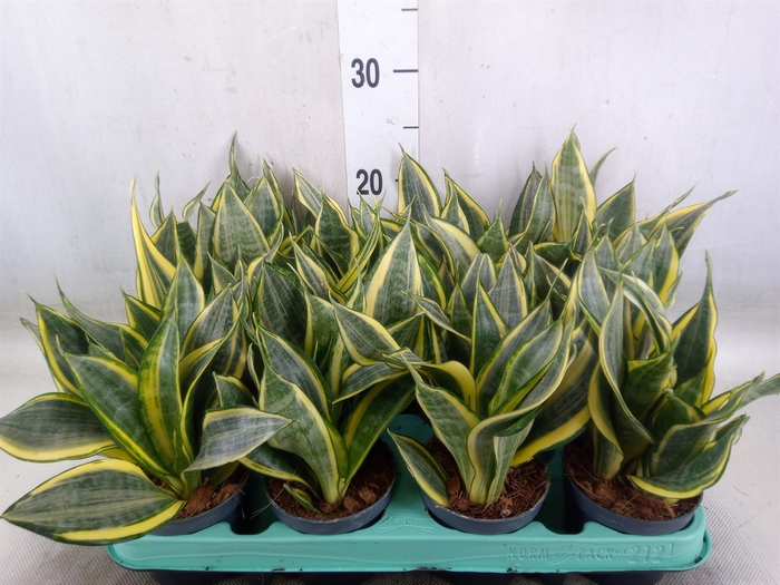 <h4>Sansevieria trifa.   ...</h4>