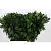 Ruscus aculeatus   ...groot blad