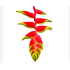 HELICONIA ROSTRATA