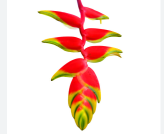 HELICONIA ROSTRATA