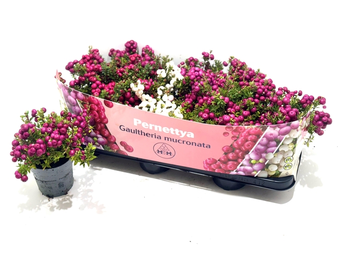 <h4>GAULTH MUCRONATA</h4>