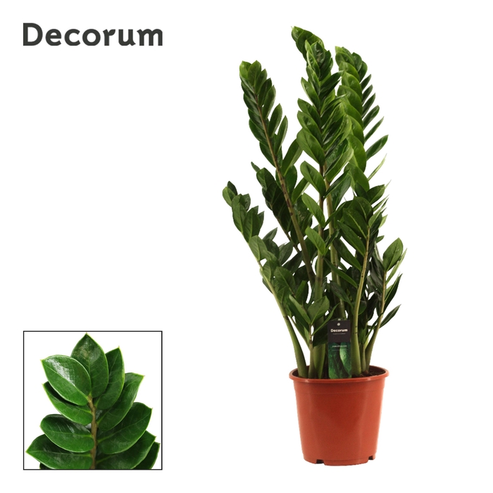 <h4>Zamioculcas P21 6+</h4>