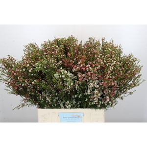 Chamelaucium My Sweet 16