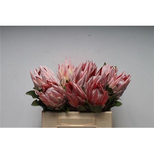 Protea Cynaroides