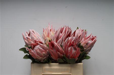 <h4>Protea Cynaroides</h4>