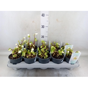 Helleborus niger 'Verb Beauty'