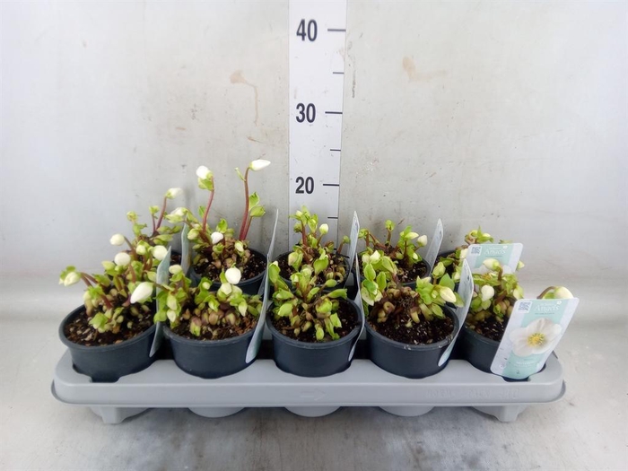 <h4>Helleborus niger 'Verb Beauty'</h4>