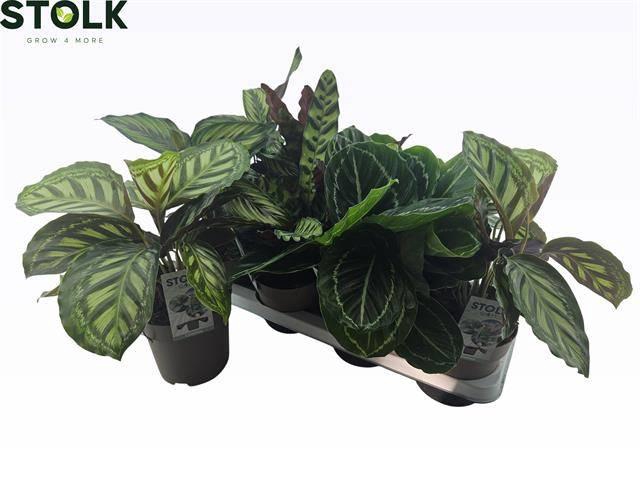 <h4>CALAT GEM 4 SRT</h4>