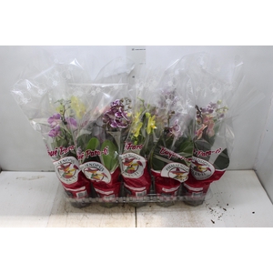 PHALAENOPSIS MINI P12