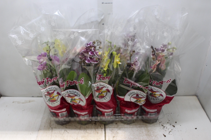 <h4>PHALAENOPSIS MINI P12</h4>