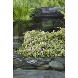 Anagallis tenella (11x11)