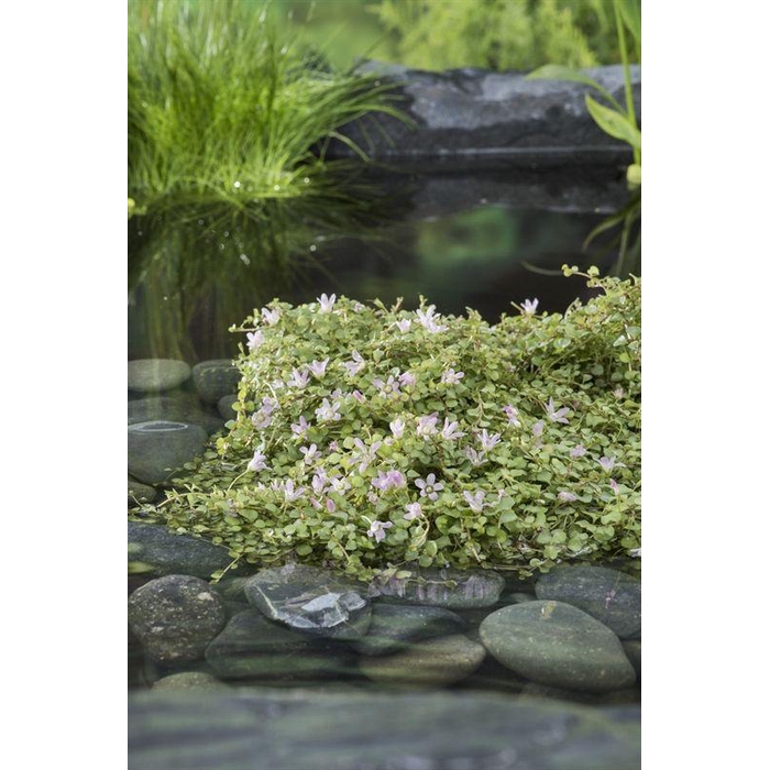 <h4>Anagallis tenella (11x11)</h4>