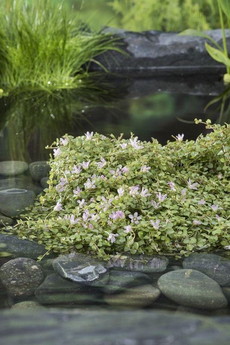 Anagallis tenella (11x11)