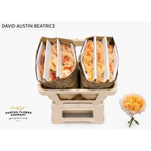 Rosa David Austin Beatrice