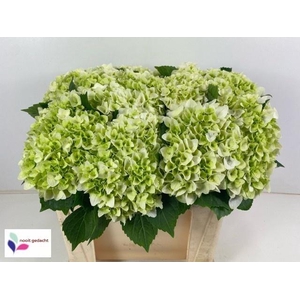 HYDR M MAG PEARL WIT