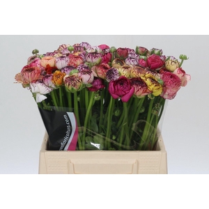 Ranunculus Elegance Cappucino Mix