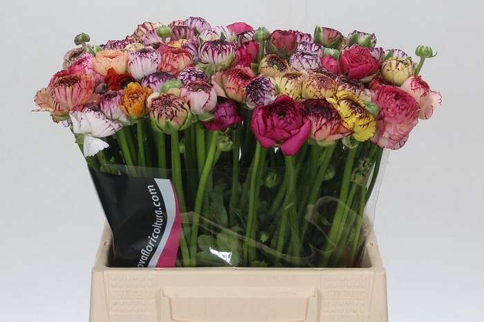 <h4>Ranunculus Elegance Cappucino Mix</h4>