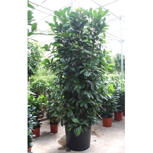 Ficus cyathistipula