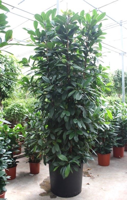 <h4>Ficus cyathistipula</h4>