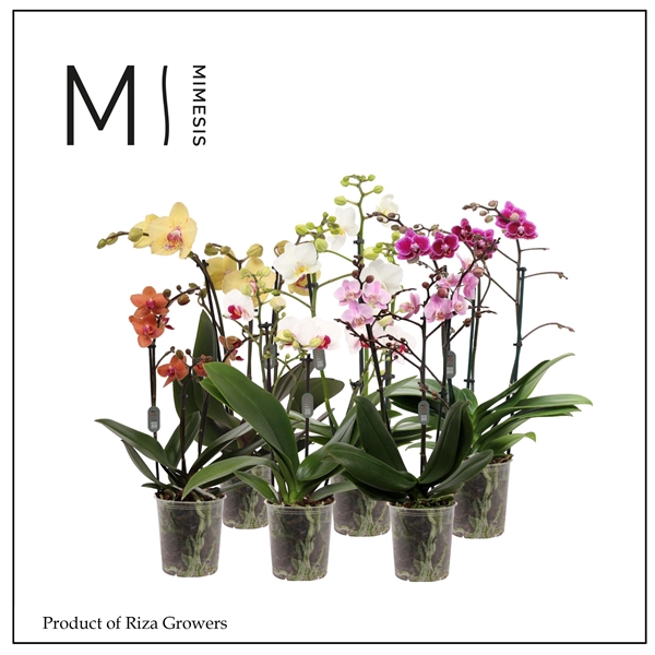 <h4>Mimesis Phal. Multi Mix - 3 spike 12cm</h4>