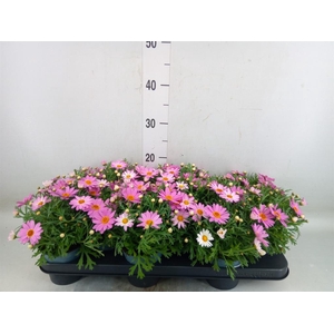 Argyranthemum  'Cymbals Light Pink'