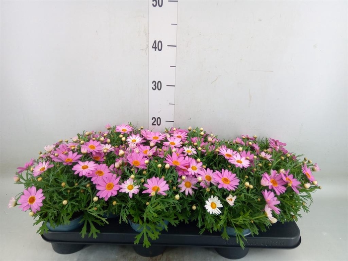 <h4>Argyranthemum  'Cymbals Light Pink'</h4>