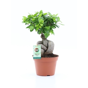 Ficus micr. Ginseng