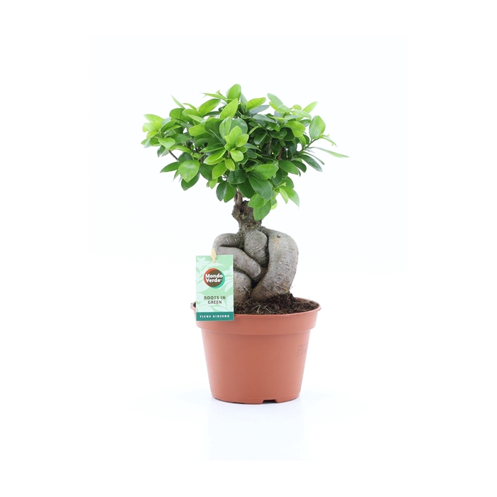 <h4>Ficus micr. Ginseng</h4>