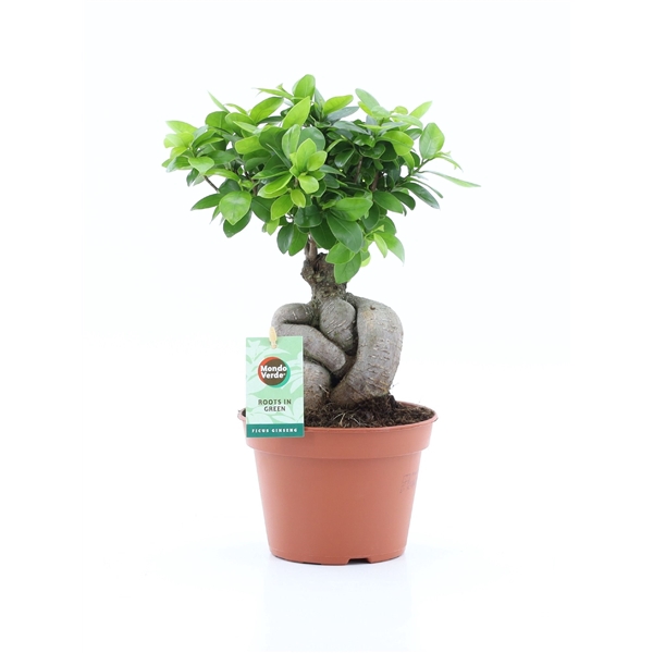 Ficus micr. Ginseng