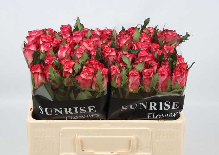 <h4>R GR SPARK CONDOR</h4>