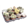 arr8 Cactus Gem