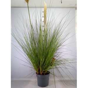 Cortaderia sell. 'Pumila'