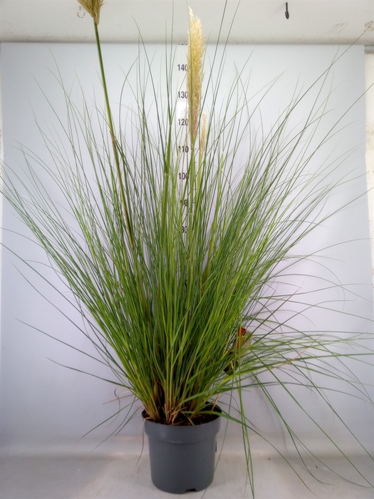 <h4>Cortaderia sell. 'Pumila'</h4>