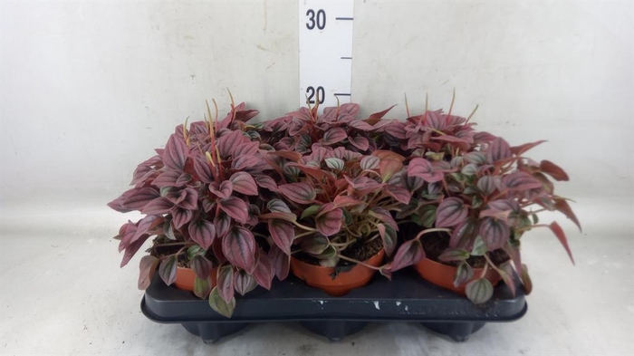<h4>Peperomia caperata 'Cayenne'</h4>