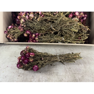 DF Helichrysum Dark Pink Bs