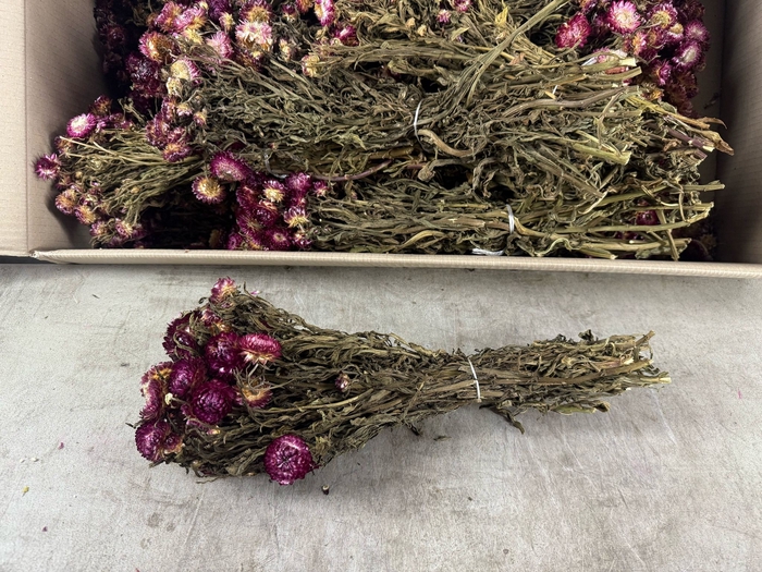 DF Helichrysum Dark Pink Bs