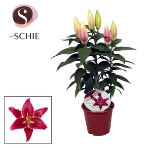 Lilium Or Magny Cours 13cm