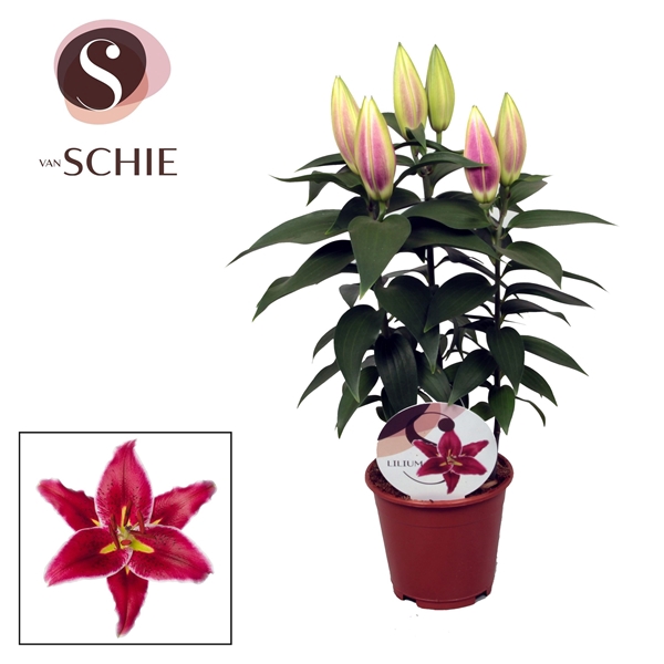Lilium Or Magny Cours 13cm