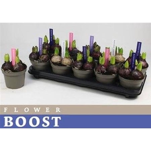 Hyacin Pearl Gem 4 Kl