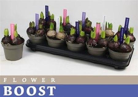 <h4>Hyacin Pearl Gem 4 Kl</h4>