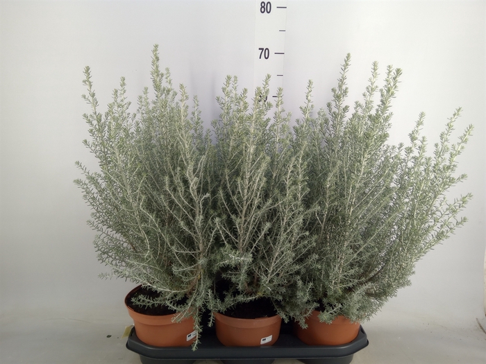 <h4>Ozothamnus diosm.</h4>