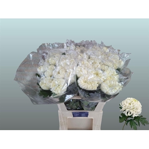 Chr G Vienna White