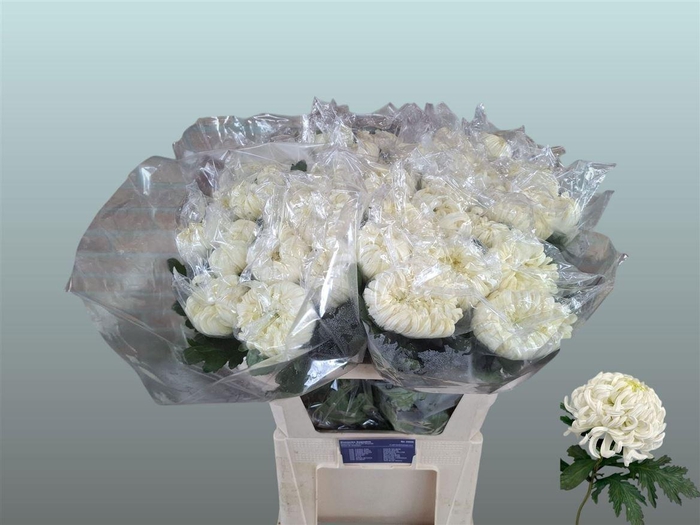 <h4>Chr G Vienna White</h4>