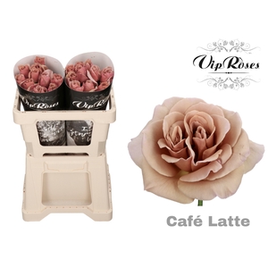 R Gr Cafe Latte X20