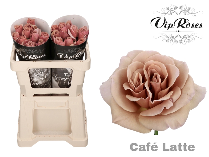 <h4>R Gr Cafe Latte X20</h4>