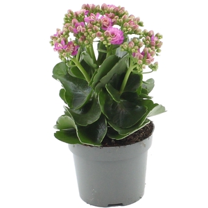 Kalanchoë 12 cm More Flowers Augusta in transparant sleeve